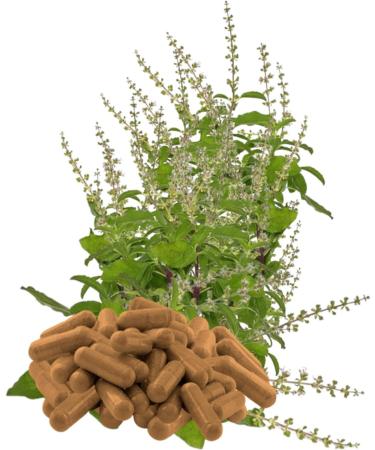 Buy Tulsi Basil 180 Capsules - Pure Holy Basil for Meditation Relaxation & Balance | Sacred Ayurvedic Herb - No Additives - Buy Online on GoSupps.com