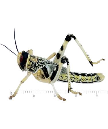 Livefood UK Live Locusts 25 X-Large size 35mm to 50mm quantity 25 Extra Large XL Hoppers 1 count (Pack of 25) - Buy Online on GoSupps.com