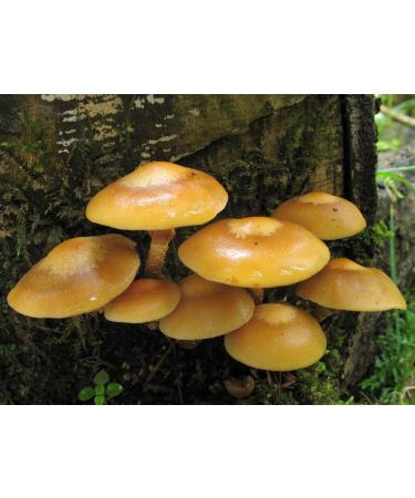 Portal Cool 30 G: kuehneromyces mutabilis Guaina Woodtuft Dry Grain micelio Ucraina 10 G 30 G