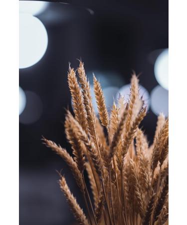 MUSSVITAL MussvGel Essential Avena 750 - Buy Online on GoSupps.com