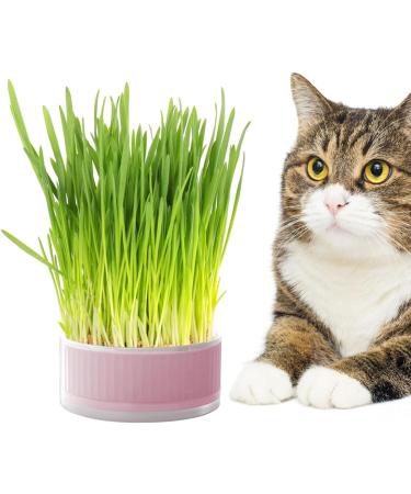 Lambo Cat Grass Planters | Hydroponic Plant Boxes for Cats & Pets | Removable Earth-Free Mint Planters - Buy Online on GoSupps.com