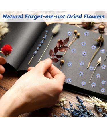 100 Pcs Natural Forget-Me-Not Dried Flowers for DIY Jewelry, Candle, Card Making - Real Pressed Flowers for Resin Ornaments & Nail Art Decorations - Buy Online on GoSupps.com