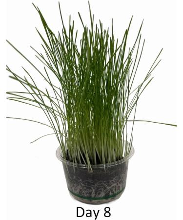 Catomwise Eco Cat Grass Kit x 2 | Organic Cat Grass Kit with PLA Bowls | Ideal for Indoor and Outdoor Cats - Buy Online on GoSupps.com
