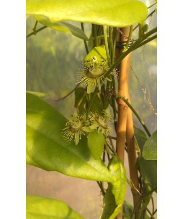 PLAT Firm Semi di GERMINAZIONE: Rare Masse bl hen Passionsblume Reben Passionsblume auriculata IMPIANTO 2" Topf - Buy Online on GoSupps.com