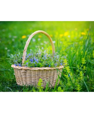 Speedwell Herb Tea | Veronica Officinalis L | V ronique Officinale Herbe Tisane | Health Embassy (50g) - Buy Online on GoSupps.com