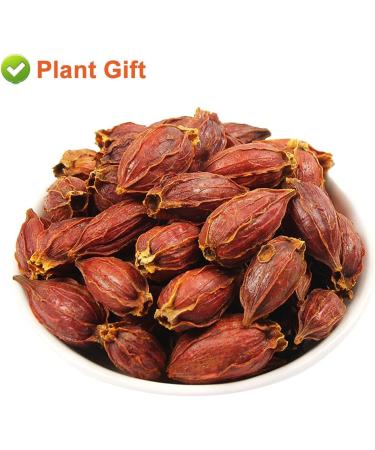 100% Dried Gardenia Fruit 3.52oz/100g de gard nia Le connaisseur Gardenia sec Gardenia Tea tisane naturelle sans additifs sans soufre herbes chinoises | Cape jasmin - Buy Online on GoSupps.com
