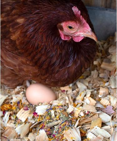 Pampered Chicken Mama Backyard Chicken Treats for Great Eggs (1 pound 0.5 kilo) - All-Natural Backyard Chicken Feed Supplies - Hen Treats for The Best Eggs Ever - High Calcium Supplement for Chickens - Buy Online on GoSupps.com