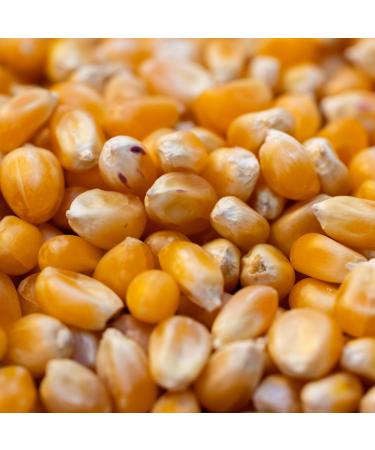 AFROASE Ma s Popcorn 1 x 1 kg 1 kg (Lot de 1) - Buy Online on GoSupps.com