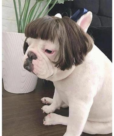 Funny Dog & Cat Role Play Wigs for Halloween & Parties | Pet Costumes in Black & Brown - Small Medium & Large Sizes - Buy Online on GoSupps.com