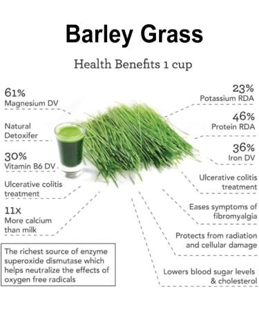 100% Pure & Organic Naveta Barley Grass Powder - 2023 Best Bio Superfood for Men & Women (2 Boxes | 40 Packs) - Buy Online on GoSupps.com