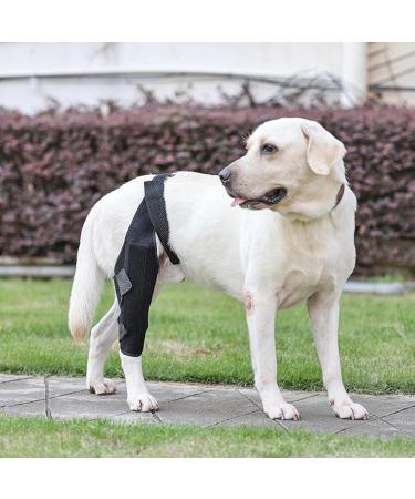 Hip Brace for Dogs | Dog Leg Protector Back Leg Hip Support with Metal Strip High Elasticity Breathable Leg Protector for Recovery Period Jiahua Black Medium - Buy Online on GoSupps.com
