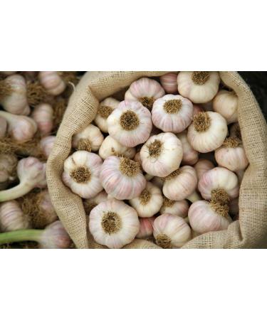 Fresh California Softneck Garlic Bulb - 20 Pack for Planting and Growing Your Own Garlic - Buy Online on GoSupps.com