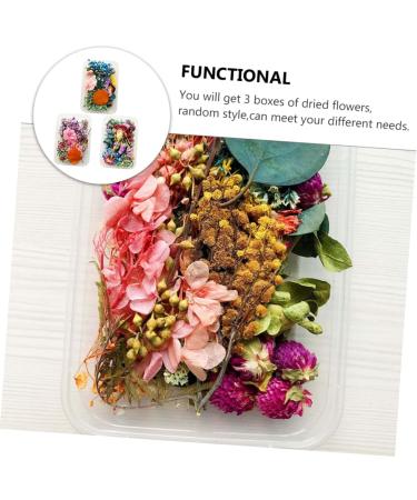 Zerodeko 9 Boxes Handmade Diy Dried Flowers Real Daisy Dried Flower Leaves Dried Flowers Nail Art Dried Flower Decor Maternity Clothes Dried Flowers for Soap Making Bjd Doll Manual Bouquet - Buy Online on GoSupps.com
