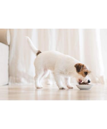 Schesir Large Puppy Food Chicken Flavor Croquettes - 12 kg Bag Format - Buy Online on GoSupps.com