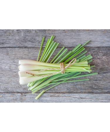 Lemon grass Tea/Ch de Capim Cidreira - LondonWeek  - Buy Online on GoSupps.com