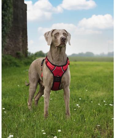 Buy Lionto XL Red Dog Harness - Padded Anti-Pull Reflective Safety & Adjustable Fit for International Shipping - Buy Online on GoSupps.com