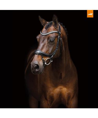 Buy Schockem hle EQUITUS BETA Anatomical Bridle - Black Silver WB | International Shipping Available - Buy Online on GoSupps.com