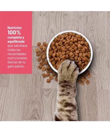 Avantis Pet Cats Adult Cat Food - 2 kg - Easily Digestible with Fish Chicken and Cereals - 100% Complete and Balanced Dry Food - Buy Online on GoSupps.com
