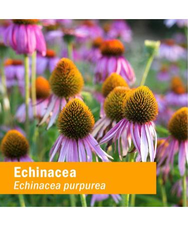 Herb Pharm Super Echinacea 1 fl oz - Premium Echinacea Supplement for Immune Support - Buy Online on GoSupps.com
