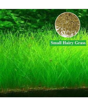 10G Small Hairy Grass Aquarium Aquatic Seeds Garden Water Grass Plant Fish Tank Landscaping Easy Grow - Buy Online on GoSupps.com