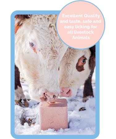 Himalayan Salt Lick for Horse, Cow, Goat - 100% Pure & Natural - 11 lb - Evenly Distributed Minerals - Pack of 1 - Buy Online on GoSupps.com