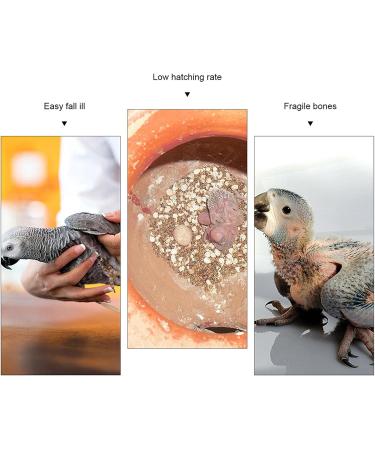 20 Pieces Tall Sepia Shells - Natural Sepia Bowls for Turtles Birds & Reptiles | Cuddly Bones & Feed Toys - Buy Online on GoSupps.com