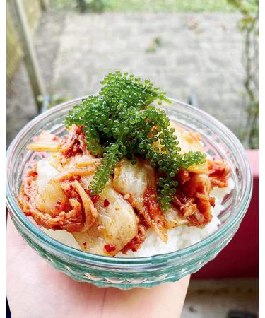 CAVUMI Sea Grapes 20g - Crunchy Seaweed Snack | Umibudo Green Caviar for International Shipping - Buy Online on GoSupps.com