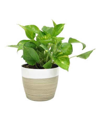 Costa Farms Devil's Ivy Golden Pothos, White-Natural Decor Planter Live Indoor Plant 10-Inches Tall, Fresh from Our Farm Great Room Decor 10-Inches Tall White-Natural Dcor Planter