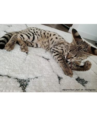 Meowijuana King Size Silvervine Sticks Bundle - Natural Matatabi Chew for Cats | High Potency Cat Treat | Dental Health | Catnip Alternative - Buy Online on GoSupps.com