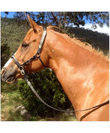 English Horse Bridle - Adjustable Leather Noseband - for Horses Horses Horse Accessories and Horse Racing Equipment (Black)