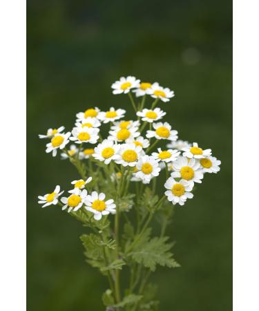  TASTY POTT Tasty Pott Ground Bertram Root - Spiced - Spice Powder | Bertram | Herbal Tea | Vegan Nutrition | Spice | Root Powder | 250g Bag - Buy Online on GoSupps.com