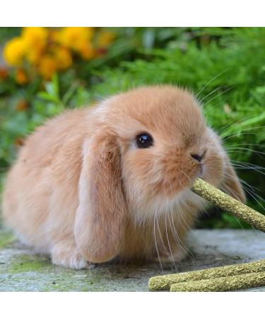 Hutvd Rabbit & Hamster Chew Toys - Apple Sticks Timothy Hay Bamboo Treats for Healthy Teeth | Ideal for Rabbits Hamsters Guinea Pigs Chinchillas - Buy Online on GoSupps.com