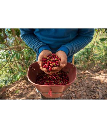 Sons of Amazon 500g Brazilian Speciality Organic Coffee - Whole Beans - Buy Online on GoSupps.com