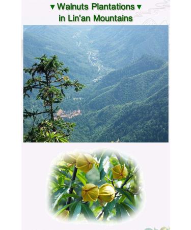Chinese Walnut Kernels Fresh Peeled Linan Mountain Walnuts Kernels Walnut Meat Net 160g (Original) - Buy Online on GoSupps.com