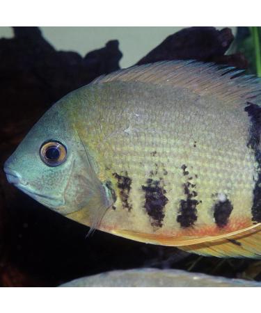 JBL PRONOVO CICHLID GRANO XL 1000ml - Buy Online on GoSupps.com