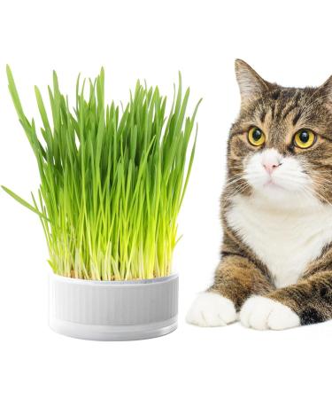 Anulely Cat Grass Plant Container - Earth-Free Indoor Planting Box for Cats & Dogs | Removable Sprouter Tray & Home D cor in White - Buy Online on GoSupps.com
