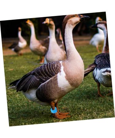 FRCOLOR 200 Pcs Pigeon Anklet Plastic Tags Chicken Foot Bands Dove Pigeon Foot Bands Baby Chicken Foot Ring 1X1X0.8CMx2pcs Bluex2pcs - Buy Online on GoSupps.com