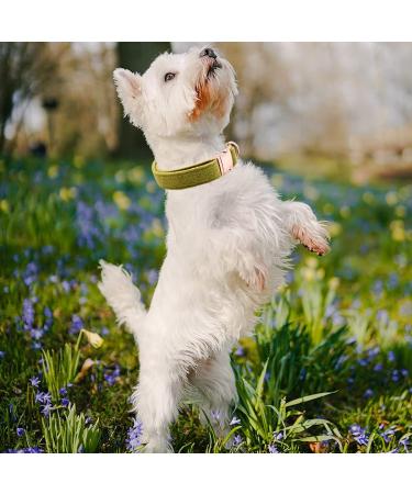 Dogwong Green Dog Collar with Removable Fly - Adjustable Comfortable Pet Collar for Small & Medium Dogs - Ideal Gift for Girls - X-Large Pack of 1 - Buy Online on GoSupps.com