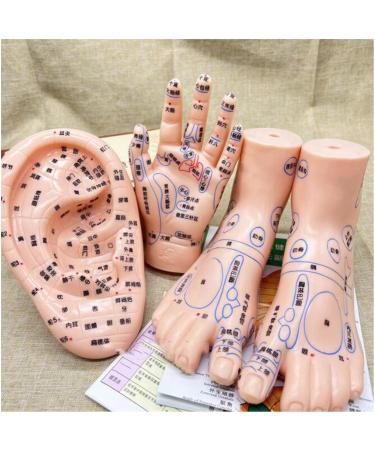 Acupuncture Earrings & Hand/Foot Models - Chinese Medicine Meridian Learning Tools - Buy Online on GoSupps.com