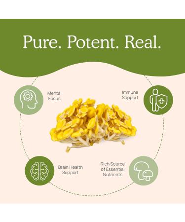 Real Mushrooms Ergothioneine (60ct) and Reishi Organic Powder (45 Servings) Bundle with Shiitake and Oyster Mushroom Extracts - Longevity and Relaxation -Vegan Gluten Free Non-GMO - Buy Online on GoSupps.com