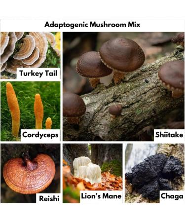 Nutricel Methylene Blue Capsules with Mushroom Extracts: Lion's Mane Reishi Cordyceps Chaga Shiitake Turkey Tail - Trusted Made in America Brand - 7mg (USP Reference Compliant) (60ct) - Buy Online on GoSupps.com