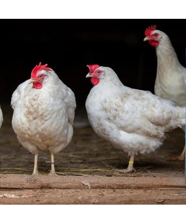 Toseky Poultry Duck Leg Tags Chicken Leg Rings - Numbered Leg Band Chicken Identification Leg Bands for Chicken Ducks  - Buy Online on GoSupps.com