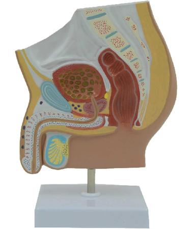 DYTAH Organ Model Male Reproductive Urinary System Pelvic Cavity Ical Model For Study Teachihg Teaching Aids