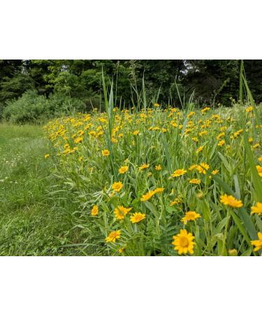Catskills Comfrey Arnica & Calendula (4oz) 3 in 1 Comfrey Salve for Bone Healing Organic Comfrey Oil Cream Only 4 Natural Ingredients Home-Grown & Home-Made Multi-use Natural Skincare 4 Ounce - Buy Online on GoSupps.com