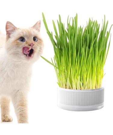Anulely Cat Grass Plant Container - Earth-Free Indoor Planting Box for Cats & Dogs | Removable Sprouter Tray & Home D cor in White - Buy Online on GoSupps.com