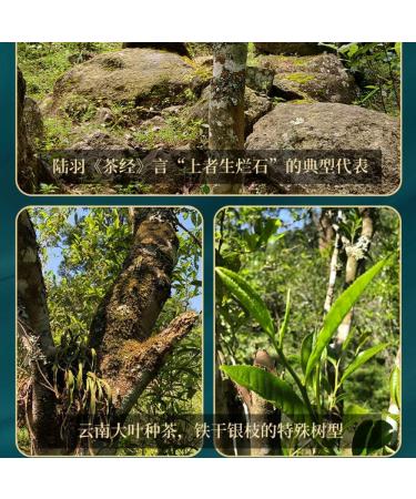 Pu-erh tea 2022 Nahan old tree 357g Raw - Buy Online on GoSupps.com
