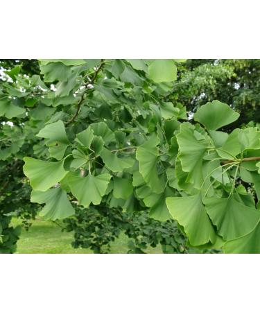 SAFLAX - Ginkgo - 4 seeds - With substrate - Ginkgo biloba - Buy Online on GoSupps.com
