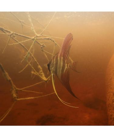 JBL PRONOVO BITS GRANO M 250ml CLICK - Buy Online on GoSupps.com