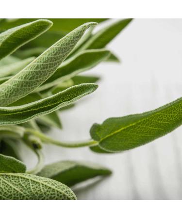 Sinesia Post-Biotic Rebalance Hair Mask - Organic Deep Conditioning Treatment for Dry Damaged Hair - 8.5 oz Shea Butter Nourishing Masque for All Hair Types - Buy Online on GoSupps.com