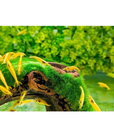 Forest Aquatics Moss Covered Log Shrimp Cave - Buy Online on GoSupps.com